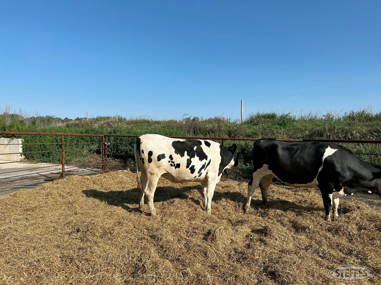 (10 Head) Holstein Dairy Heifers